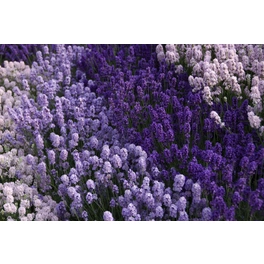 Lavendel, Lavendula angustifolia »The Royal Sensation«, Blattfarbe: grün, Blüte: mehrfarbig