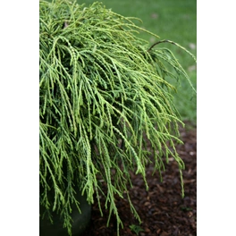 Lebensbaum plicata Thuja »Whipcord«