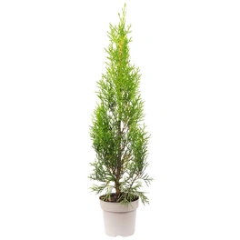 Lebensbaum, Thuja occidentalis »Smaragd«, grün, max. Wuchshöhe: 500 cm