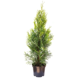Lebensbaum, Thuja occidentalis »Smaragd«, grün, max. Wuchshöhe: 500 cm