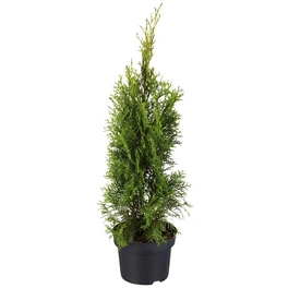 Lebensbaum, Thuja occidentalis »Smaragd«, winterhart