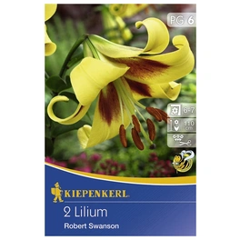 Lilie x Hybrida Lilium