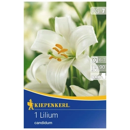 Lilium Candidum, Weiß, 1 Blumenzwiebel