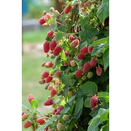 Loganbeere, Rubus loganobaccus »Tayberry Medana« Blüten: creme, Früchte: rot, essbar