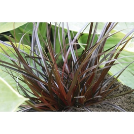 Mahagoni-Gras, Uncinia rubra »Everflame«, Pflanzenhöhe: 25-35 cm, rot/braun