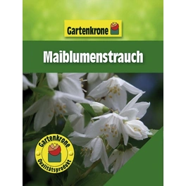 Maiblumenstrauch, Deutzia gracilis, Blätter: grün, Blüten: weiß
