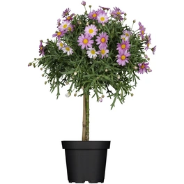 Margarite, Argyranthemum frutescens, Blüte: in Farben