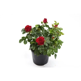 Minirose, Rosa hybride »Kordana«, max. Wuchshöhe: 20 cm