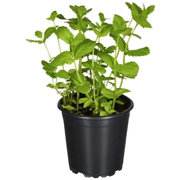 Minze, Mentha spicata, aktuelle Pflanzenhöhe ca.: 30 cm, im Topf