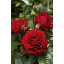 Muttertagsrose, Rosa hybrida »Bordeaux«, max. Wuchshöhe: 80 cm