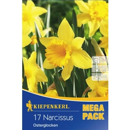 Narcissus