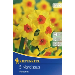 Narcissus, ca. 5 Pflanzen