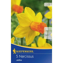 Narcissus »Jetfire«, 5 Stück