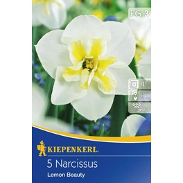 Narcissus »Lemon Beauty«, 5 Stück