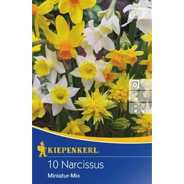 Narcissus »Miniatur-Mix«, 10 Stück