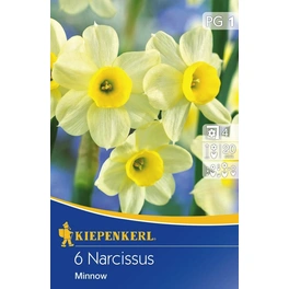 Narcissus »Minnow«, 6 Stück