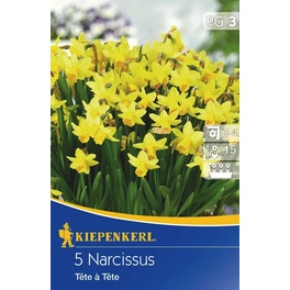 Narcissus »Tête à Tête«, 5 Stück
