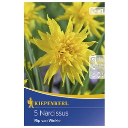 Narzisse minor Narcissus