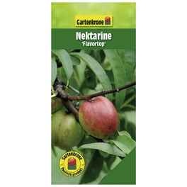Nektarine, Prunus nucipersica »Flavortop«, Früchte: süß