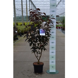 Nelken-Kirsche, Prunus serrulata »Royal Burgundy«, Blätter: rot, Blüten: dunkelrosa