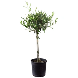 Olivenbaum Europaea Olea