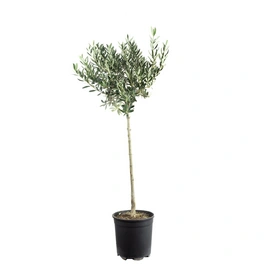 Olivenbaum, Olivenbaum - Olea europaea - Höhe ca. 110 cm, Topf-Ø 21 cm