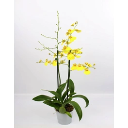 Oncidie, Oncidium hybrid, Blüte: gelb, im Topf