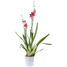 Orchidee, Cambria Nelly Isler, Blüte: rot, mit 2 Trieben