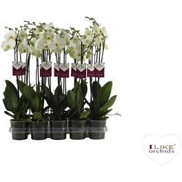 Orchidee, Phalaenopsis hybriden »London«, Blüte: weiß