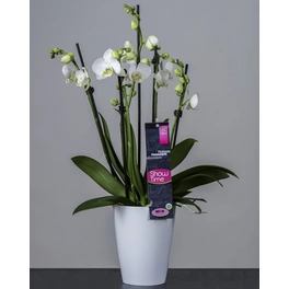 Orchidee, Phalaenopsis hybriden »Showtime«, Blüte: weiß
