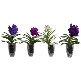 Orchidee, Vanda Mix »in Sorten«, Blütenfarbe: mehrfarbig