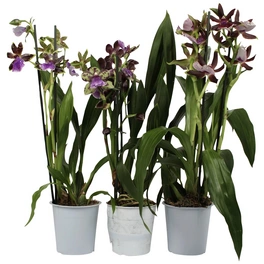 Orchidee, Zygopetalum Hybriden, Blütenfarbe: mehrfarbig