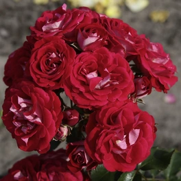 Patiorose, Rosa »Corazon®«, Blüten: creme bis rot