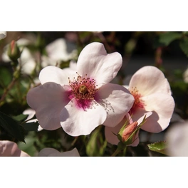 Persische Rose, Rosa hybrida »Eyes on me«, Blüte: pink, einfach