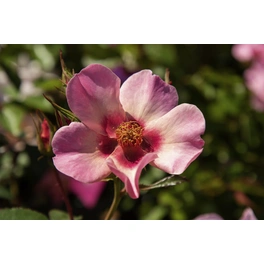 Persische Rose, Rosa hybrida »For your eyes only«, Blüte: rosa, einfach