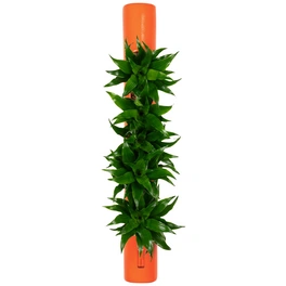Pflanzen in Keramik, BxHxT: 65 x 7,5 x 22 cm, orange