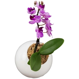 Pflanzen in Keramik Orchidee-Edition, BxHxT: 12 x 12 x 22 cm, weiß