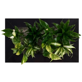 Pflanzenbild »Flowerwall«, BxHxT: 55 x 33 x 22 cm, schwarz