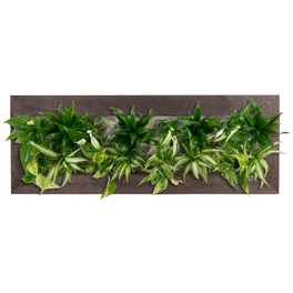 Pflanzenbild »Flowerwall«, BxHxT: 89 x 33 x 22 cm, braun