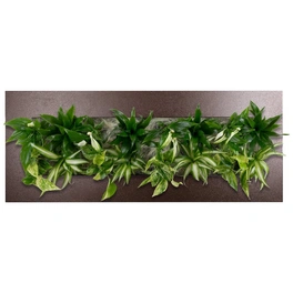 Pflanzenbild »Flowerwall« Premium, BxHxT: 89 x 33 x 22 cm, braun