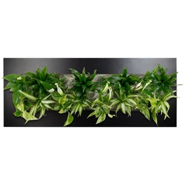 Pflanzenbild »Flowerwall« Premium , BxHxT: 89 x 33 x 22 cm, schwarz