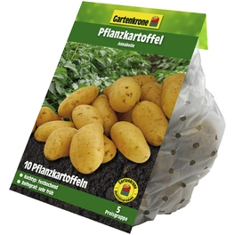 Pflanzkartoffel, Solanum tuberosum »Annabelle «, 10 Stück