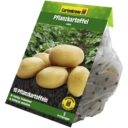 Pflanzkartoffel, Solanum tuberosum »Linda«, 10 Stück