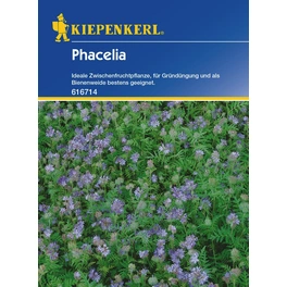 Phacelia »Beehappy«, 15 m²