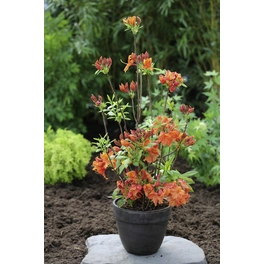 Pontische Azalee, Rhododendron luteum »Feuerwerk«, rot/orange, Höhe: 30 - 40 cm