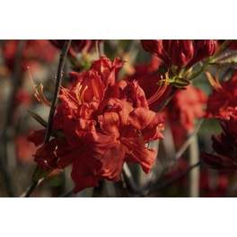 Pontische Azalee, Rhododendron luteum »Fireball«, rot/orange, Höhe: 30 - 40 cm