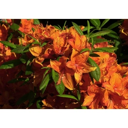 Pontische Azalee, Rhododendron luteum »Golden Eagle«, orange, Höhe: 30 - 40 cm