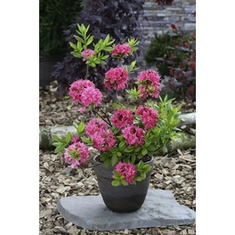 Pontische Azalee, Rhododendron luteum »Homebush«, pink, Höhe: 30 - 40 cm