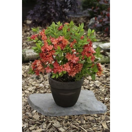 Pontische Azalee, Rhododendron luteum »My Reini«, rot, Höhe: 30 - 40 cm