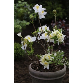 Pontische Azalee, Rhododendron luteum »Persil «, weiß, Höhe: 30 - 40 cm